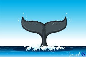 انتقال بیت کوین
