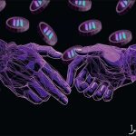 شاپیفای